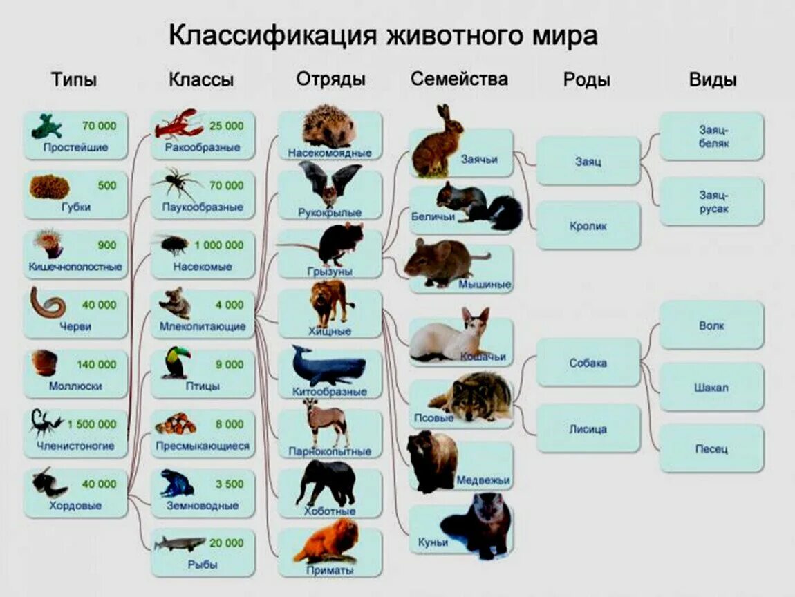 Картинки классификация животных Осколоп eCookie.ru
