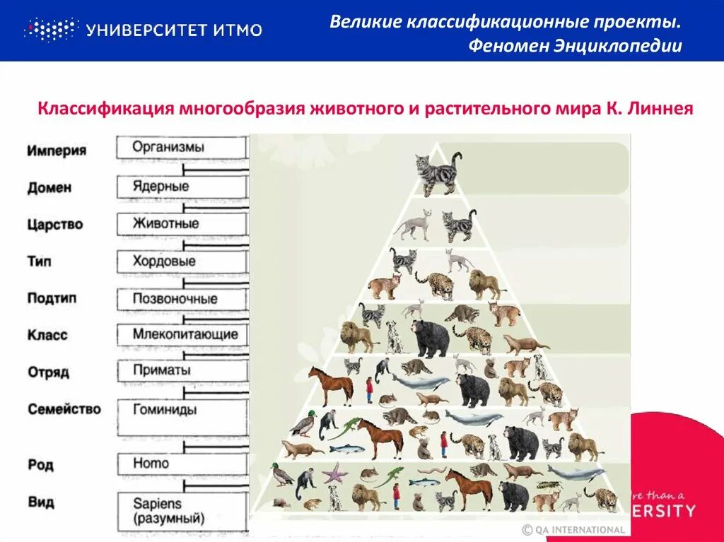 Картинки классификация животных Картинки ТАБЛИЦА КЛАССИФИКАЦИИ ОРГАНИЗМОВ