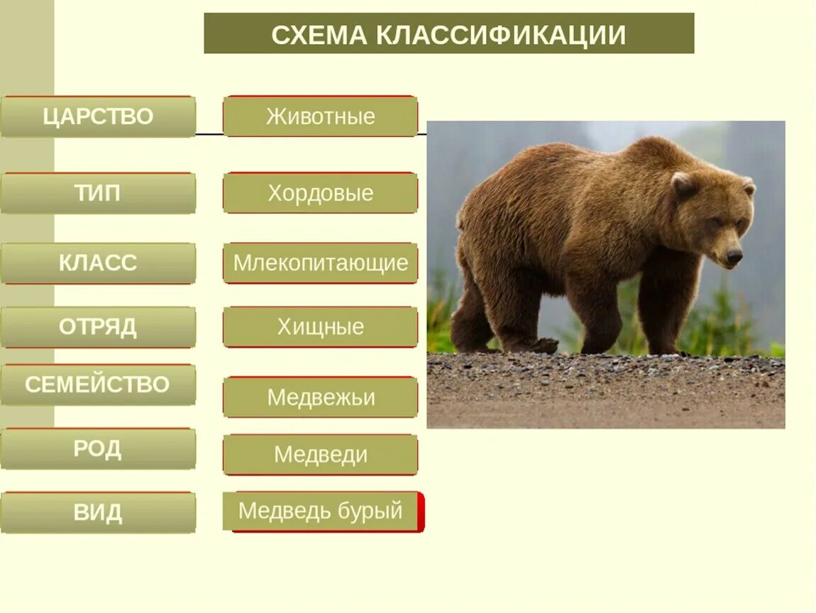Картинки классификация животных Презентация к уроку биологии. 7 класс. Тема: " Классификация животных"