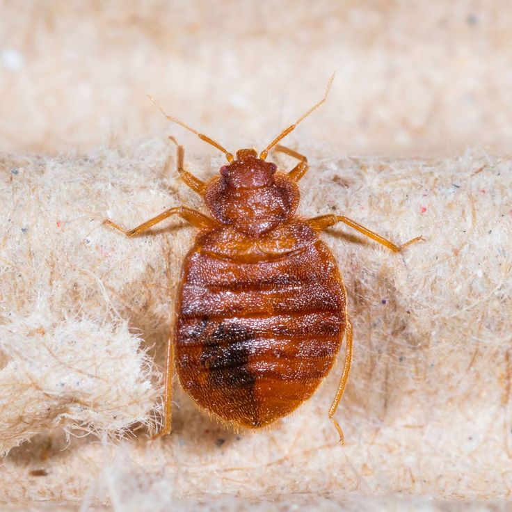 Картинки клопов постельных фото How to Get Rid of Bed Bugs: A DIY Guide Bed bugs, Rid of bed bugs, Bed bugs infe