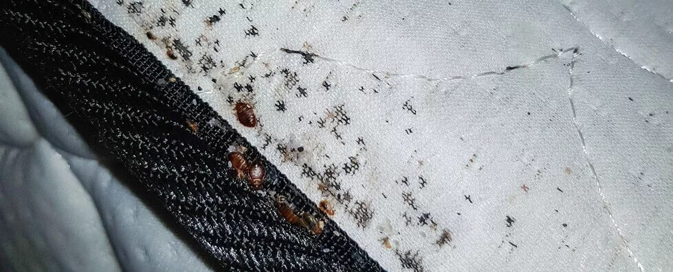 Картинки клопов постельных фото Pest Control Services Glasgow No Callout Charge JWL Pest Control