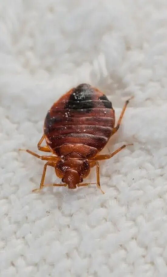 Картинки клопов постельных фото 91 Awe-inspiring bed bug mattress cover in spanish Not To Be Missed