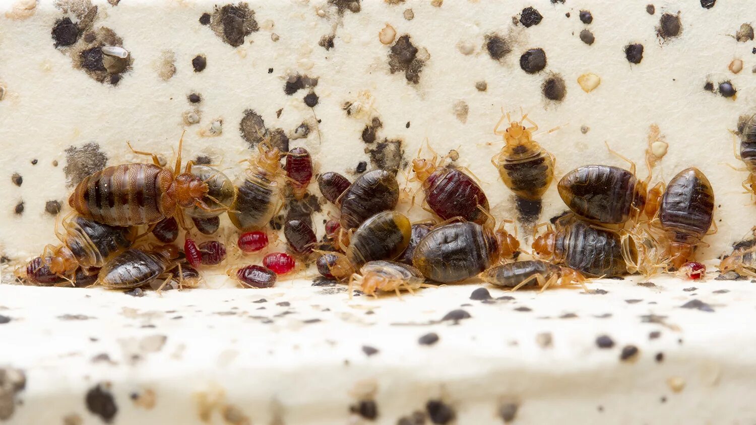 Картинки клопов постельных фото Bed Bug Histamines Are Substantial, Persistent in Infested Homes NC State News