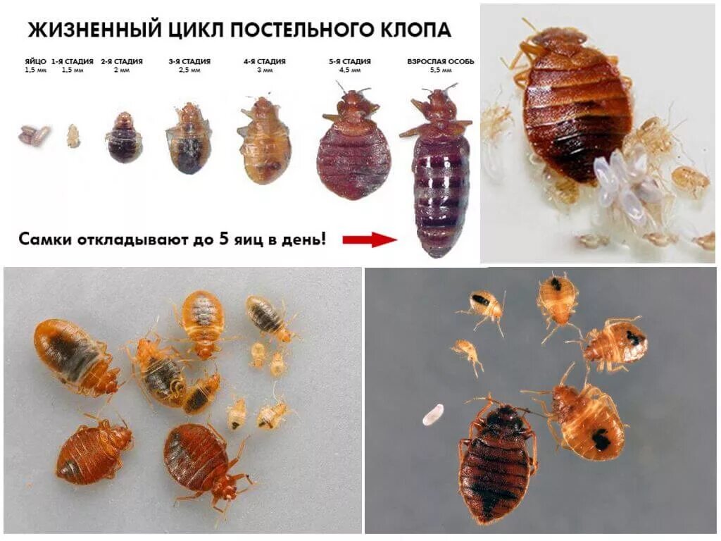 Картинки клопов постельных фото Как выглядят яйца клопов? Где искать личинки клопов