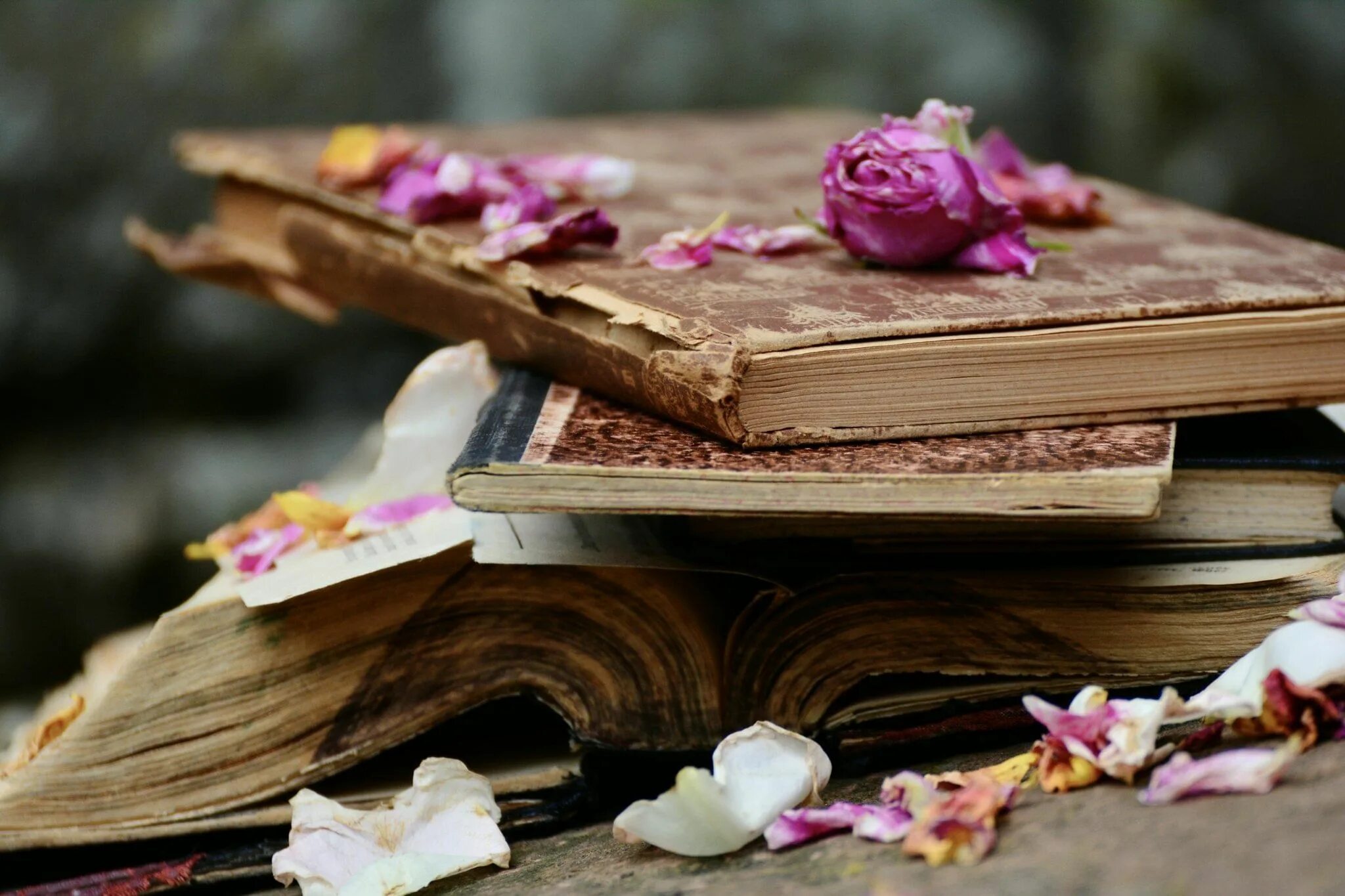 Картинки книги красивые для оформления Литературный вернисаж "Знакомые лица" 2023, Зимовниковский район - дата и место 
