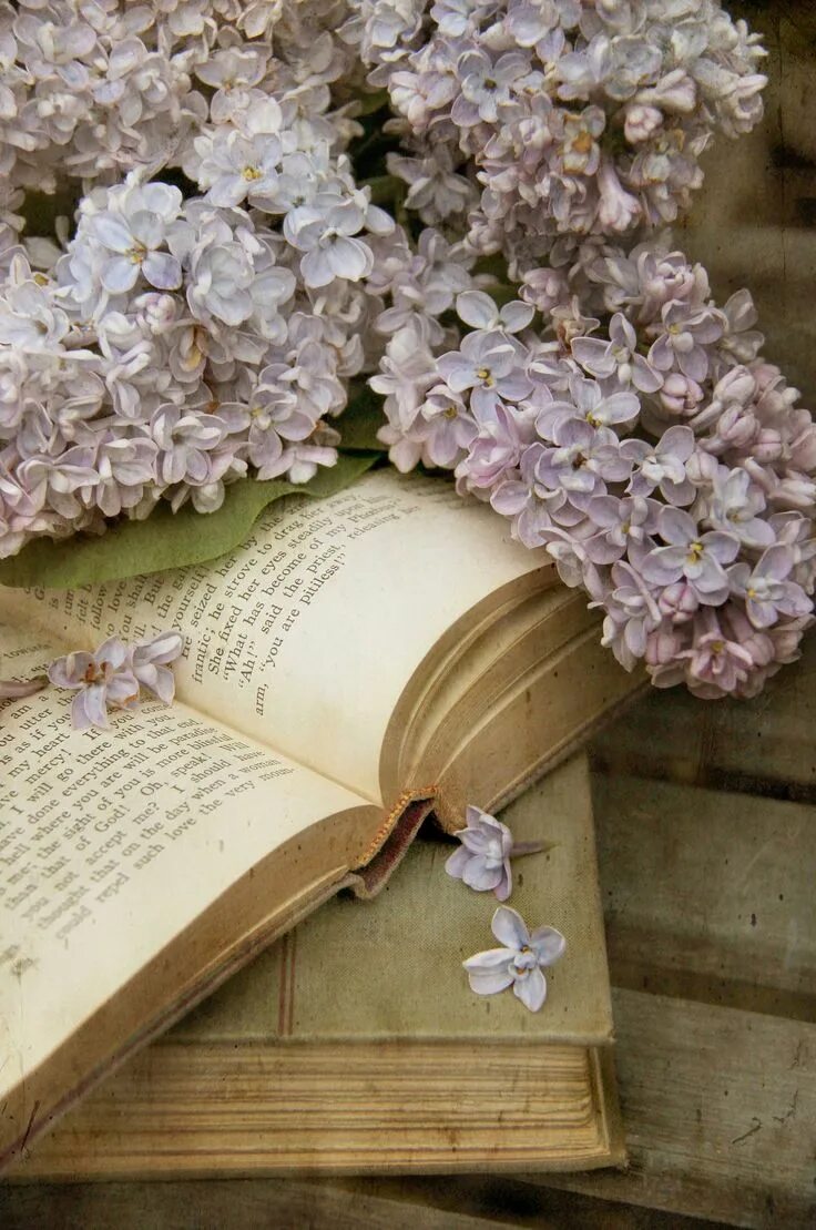 Картинки книги красивые для оформления A soft whisper ... Book flowers, Pink flowers, Floral