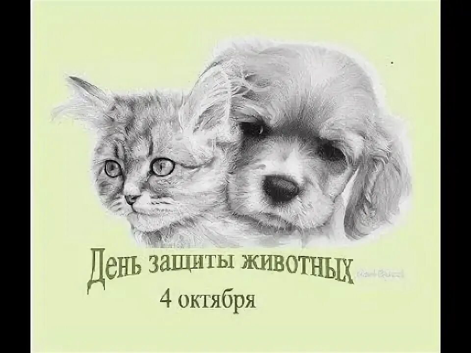 Картинки ко дню защиты животных 4 Домашние животные великих писателей - YouTube