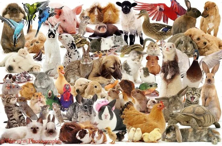 Картинки конкурс животных 31 DAYS PET DISTANT HEALINGS SESSIONS VERY POWERFUL Pet gate, Pets, Creative art