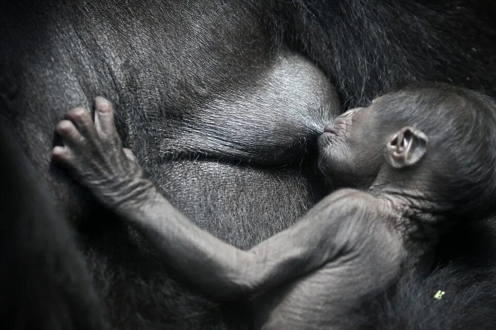 Картинки кормящих животных Gorilla in the fist: Newborn sleeps on mother's chest (where its definitely in s