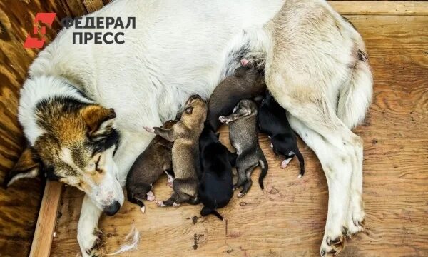 Картинки кормящих животных В Югре собака провалилась в погреб и родила там щенят. На помощь пришли спасател