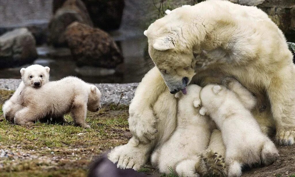 Картинки кормящих животных It's playtime: Cute polar bear twins take their first tiny steps into the outsid