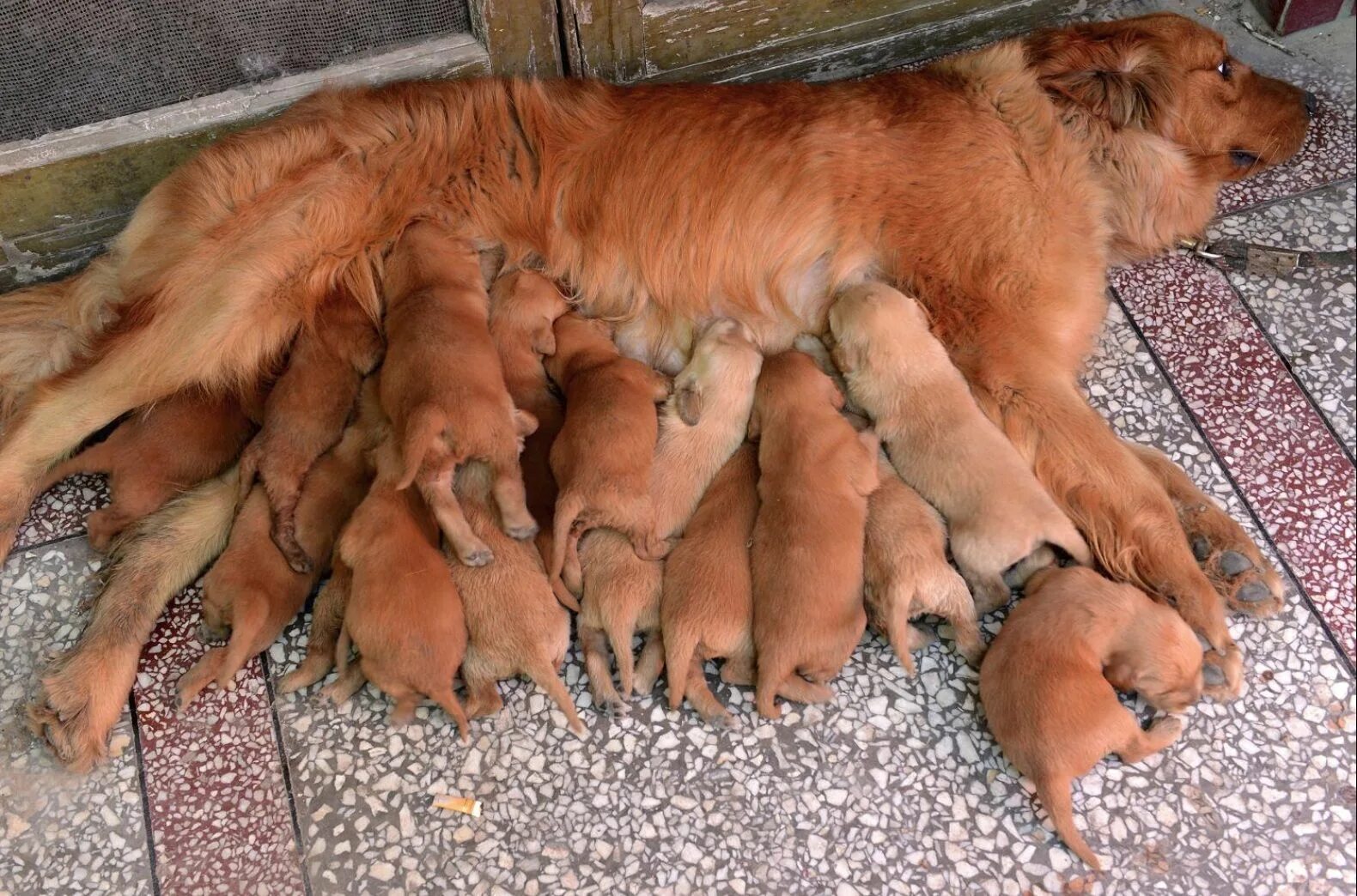 Картинки кормящих животных 12 Adorable and Proud Dog Mommies Will Touch Your Heart Animals Dogs, puppies, B