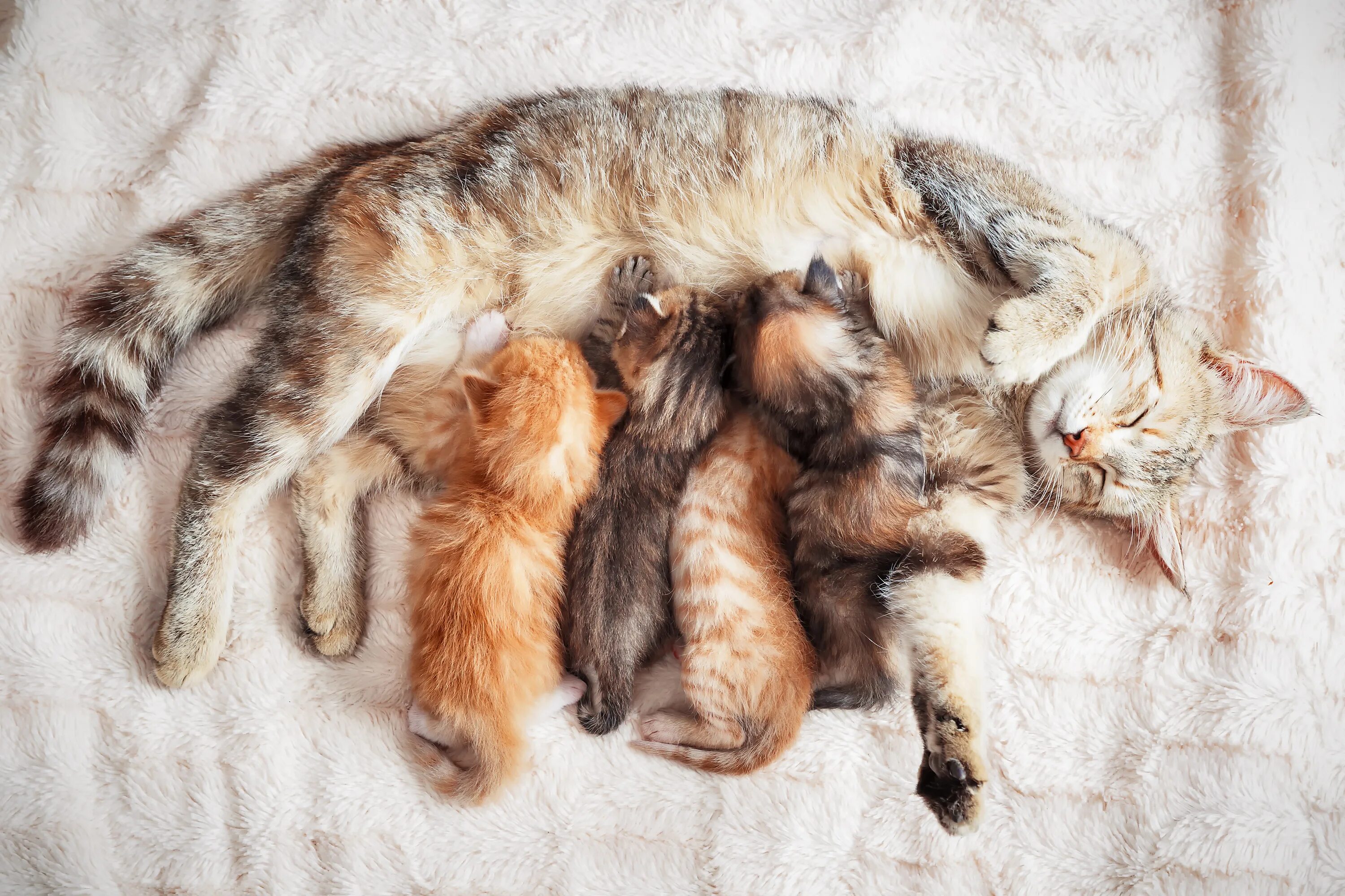 Картинки кормящих животных Советы по содержание кошек от экспертов PurinaOne