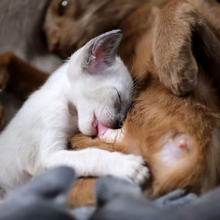 Картинки кормящих животных Two Kittens Cuddling on the Bed