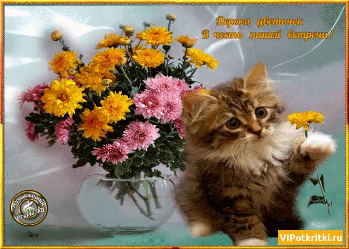 Картинки кошки с добрыми пожеланиями "Вибране - Яндекс.Колекції" - card of the user Татьяна Козеровская in Yandex.Col