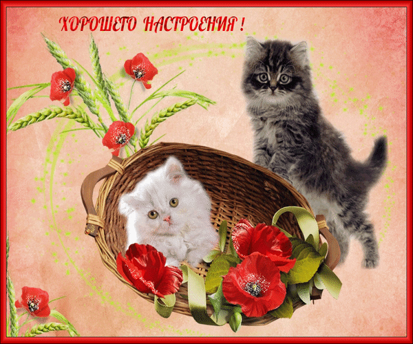 Картинки кошки с добрыми пожеланиями Анимированная открытка ХОРОШЕГО НАСТРОЕНИЯ!