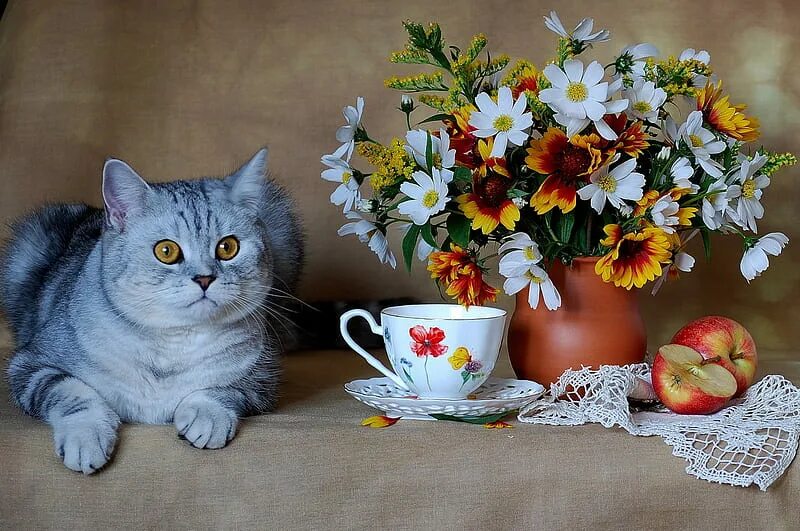 Картинки кошки с добрыми пожеланиями 1920x1080px, 1080P free download Still life, lace, vase, bonito, fruit, graphy, 