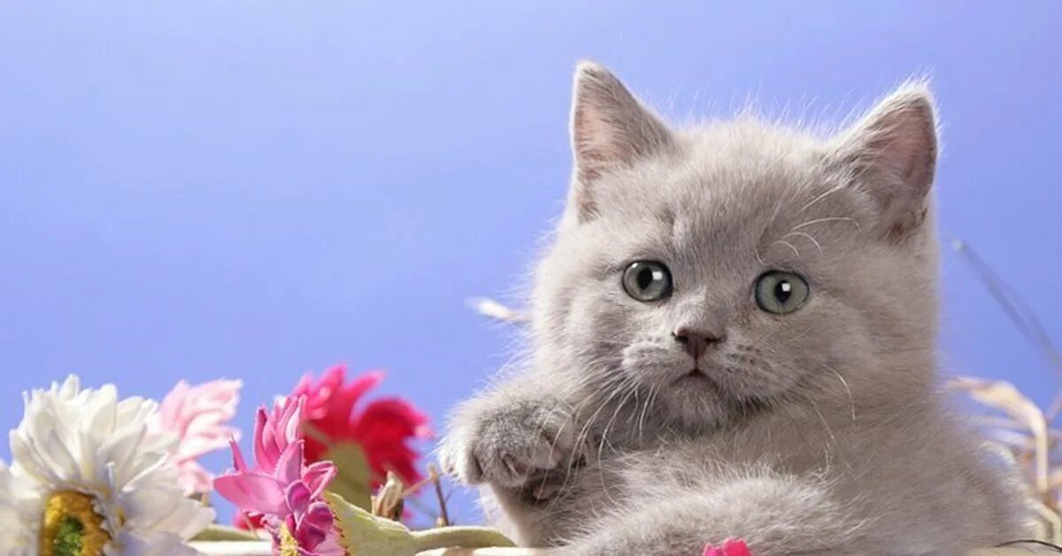Картинки кошки с добрыми пожеланиями Всех пикабушниц с праздником =) Пикабу