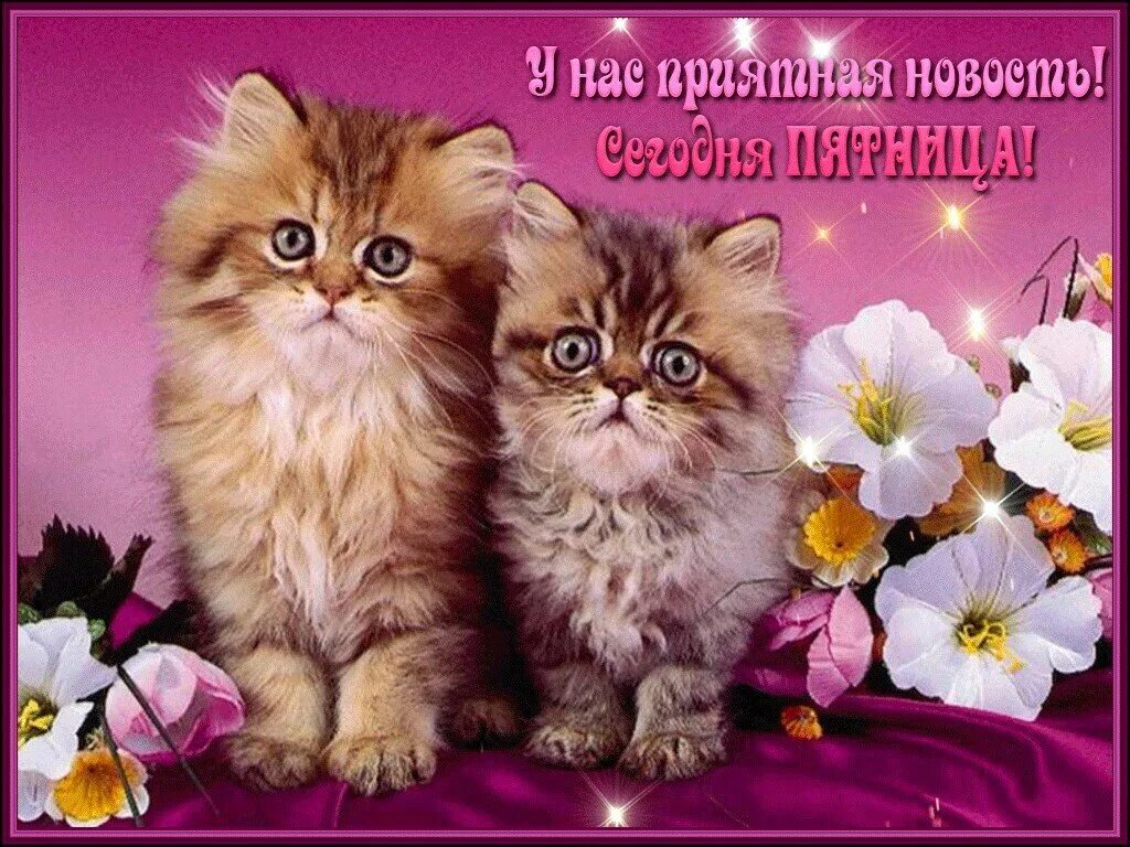 Картинки кошки с добрыми пожеланиями Ева!Навстречу Пятнице!Кото-Коллаж!Мурр! Анна-Тэнгра Дзен