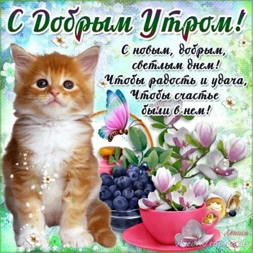 Картинки кошки с добрыми пожеланиями Post #1089 - Доброе утро! (@dobrim_utrom)