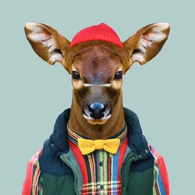 Картинки костюмов животных yago partal - zoo portraits Baby animals, Cute animals, Cute baby animals