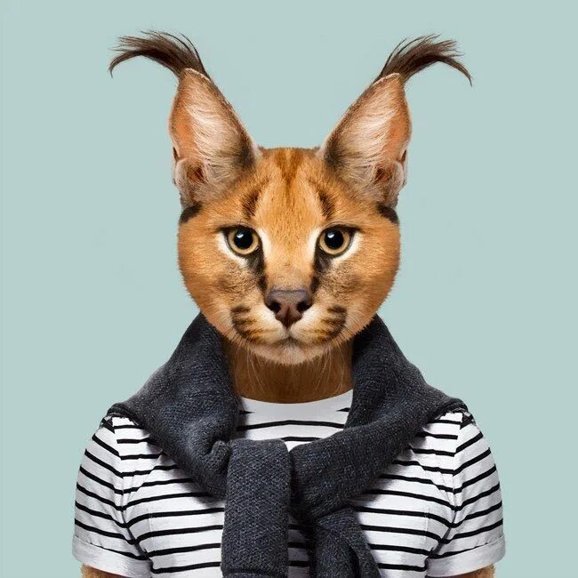 Картинки костюмов животных Caracal - Caracal Caracal Hipster animals, Animal portraits art, Pet portraits