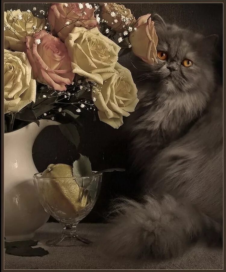 Картинки котиков добрый вечер Натюркотик - жанр фотографии, достойный каждой кошки: Идеи и вдохновение в журна