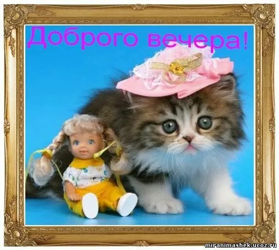 Картинки котиков добрый вечер The Mystery of the Russian Language