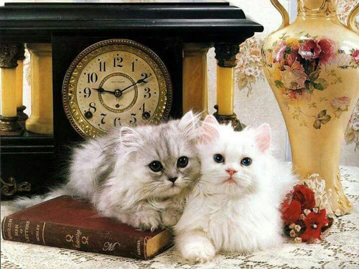 Картинки котиков добрый вечер Pin von Nutzer auf CATS AND KITTENS Group Board Lustige katzen videos, Lustige k