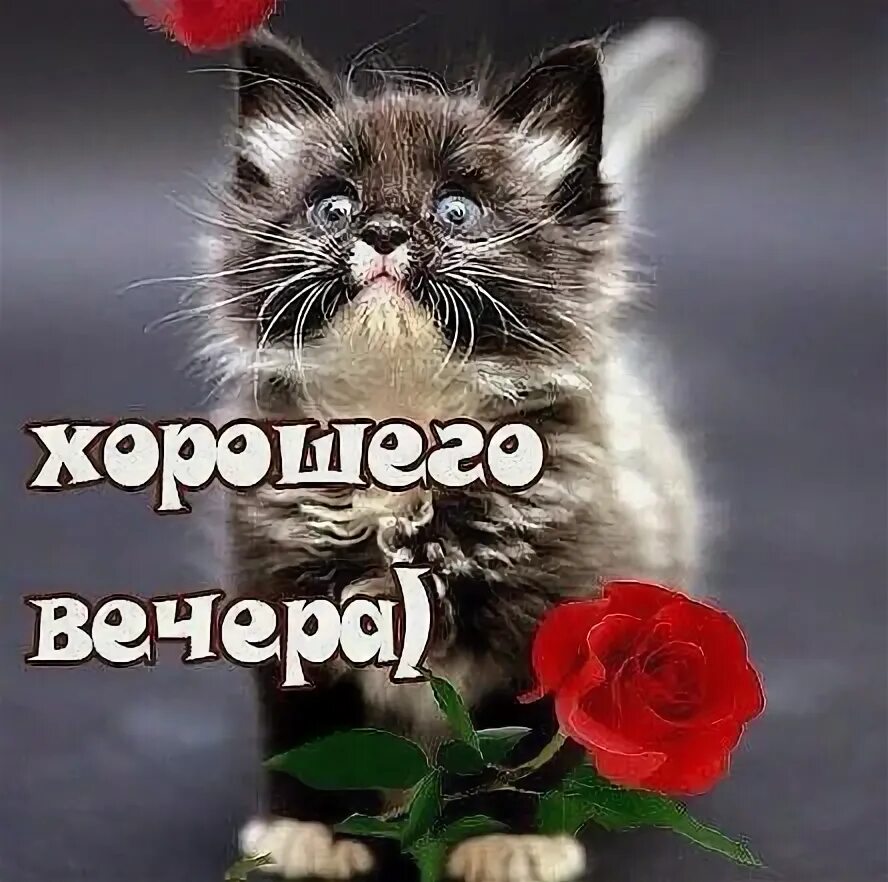 Картинки котиков добрый вечер Пин на доске Добрый вечер! Кошачьи фотографии, Кошачьи, Кинг-конг
