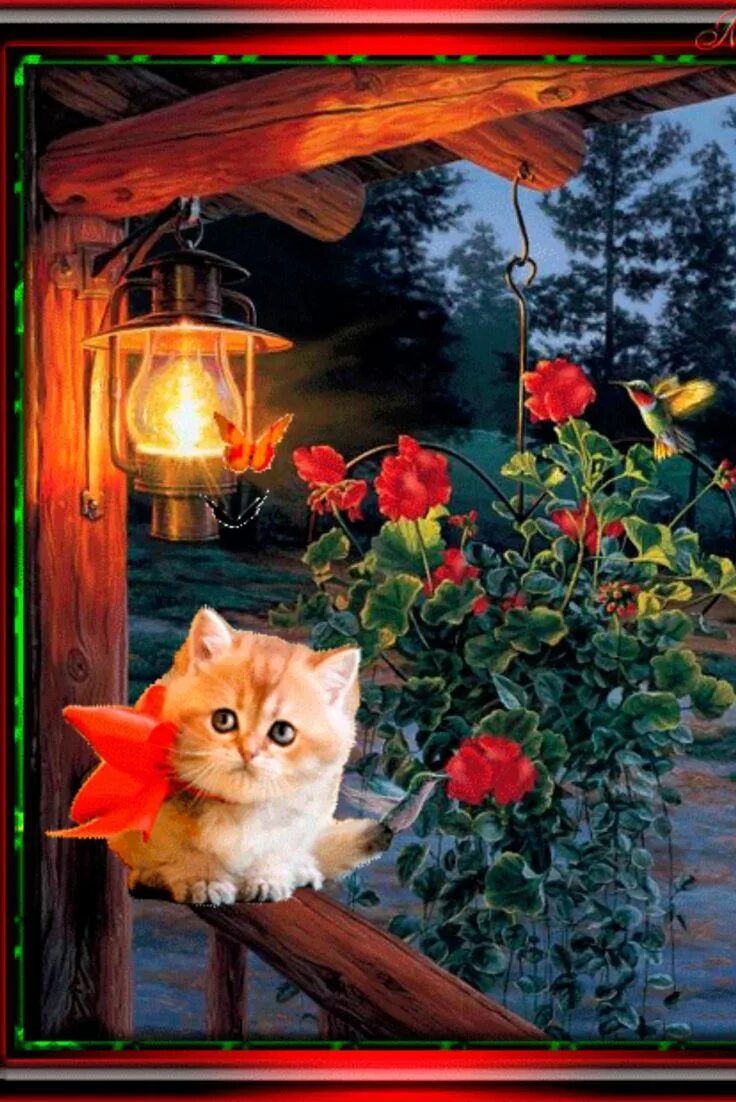 Картинки котиков добрый вечер Добрый Вечер! Kedi köpek, Hayvan, Kedi