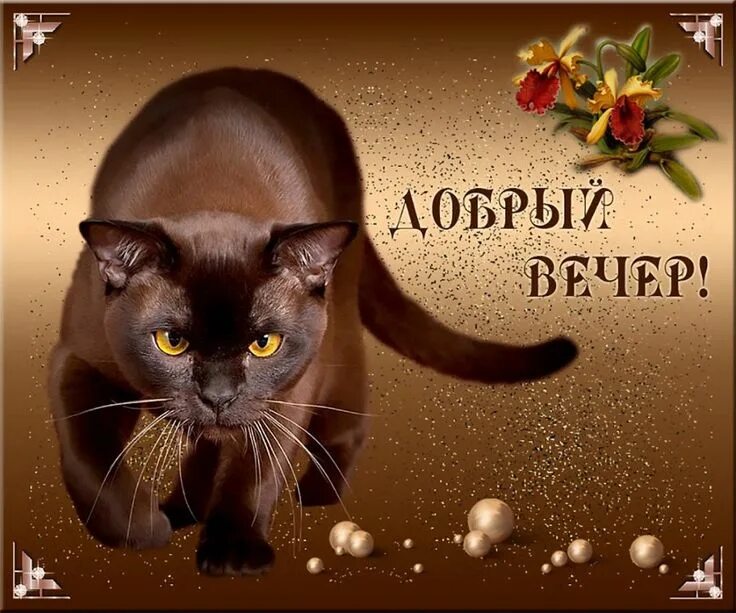 Картинки котиков добрый вечер Пин на доске добрый вечер Ночь, Кошки, Картинки
