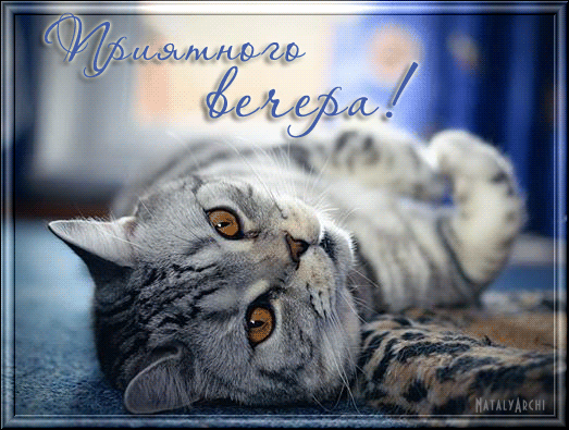 Картинки котиков добрый вечер Анимированная открытка для тебя