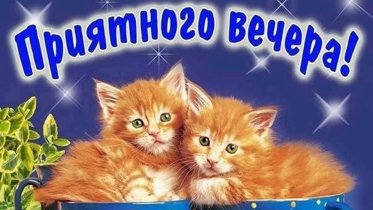 Картинки котиков добрый вечер Желаю доброго вечера! Очень красивая музыка! Музыкальная видео открытка! - YouTu