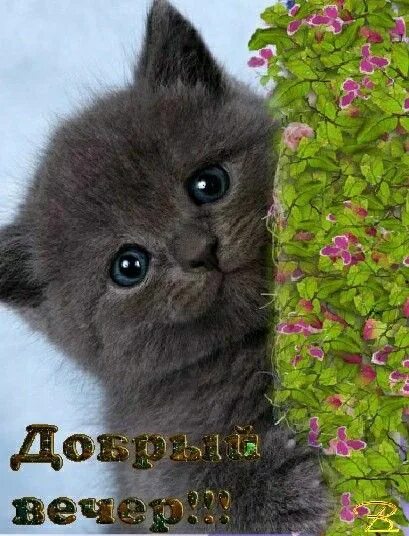 Картинки котиков добрый вечер Pin on добрый весенний вечер Cats, Animals, Good night