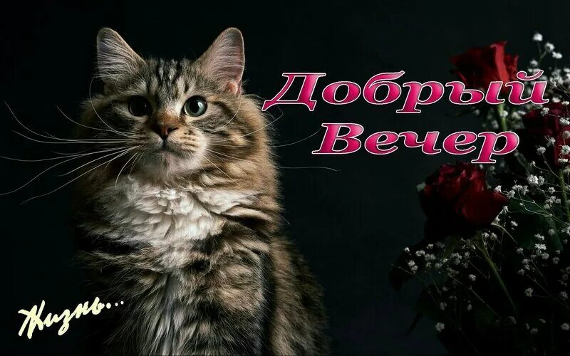 Картинки котиков добрый вечер Добрый вечер! Глухари песня на стихи Есенина - Натали - свет истины - LiveJourna