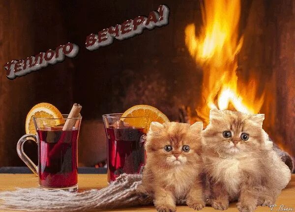 Картинки котиков добрый вечер Анимированная открытка для тебя Cats, Greetings, Gif