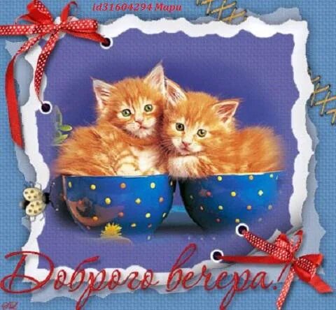 Картинки котиков добрый вечер GOOD EVENING, OUR DEAR FRIENDS ! !! Good evening to you. Even if the day was tir
