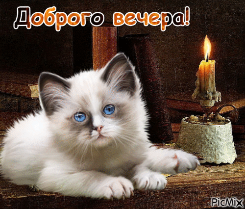 Картинки котиков добрый вечер вечер. - Free animated GIF - PicMix