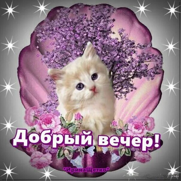 Картинки котиков добрый вечер Картинки с добрым вечером с котами: найдено 81 изображений