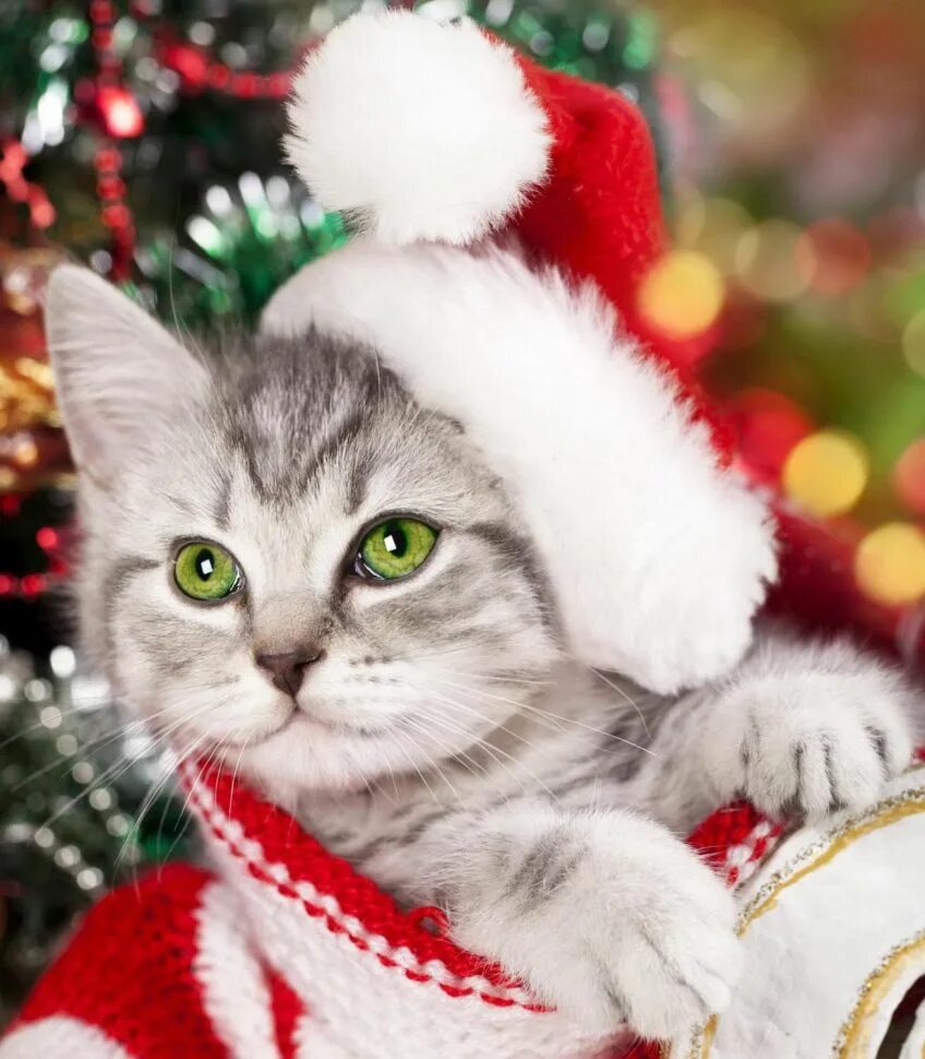 Картинки котиков новый год Алмазная мозаика Рыжий кот Новогодний котёнок, с полным заполнением, 22х32 см - 