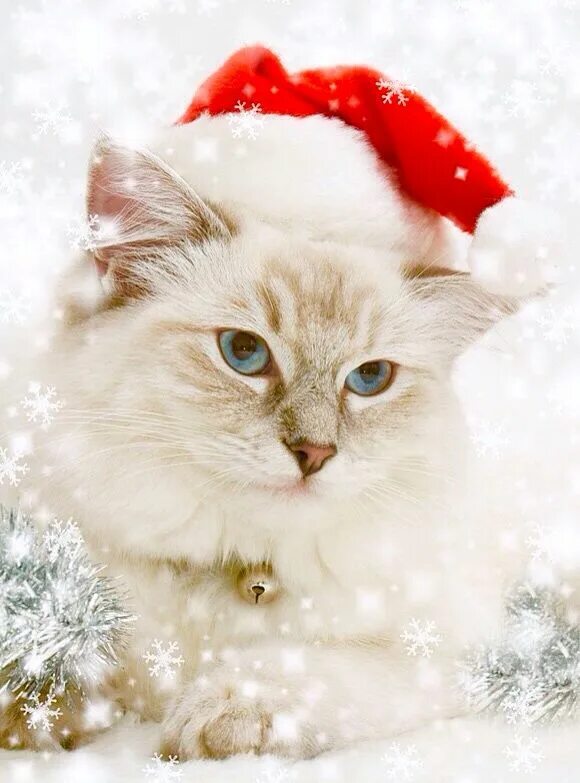 Картинки котиков новый год Christmas Kitty Christmas cats, Beautiful cats, Christmas animals