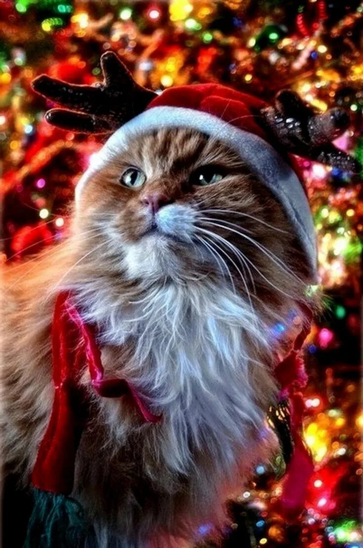 Картинки котиков новый год Pin by Cat Lover on Christmas Excited cat, Pet holiday, Cats