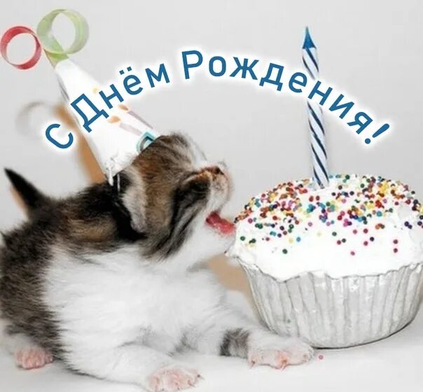 Картинки котиков с днем рождения Администрация сообщества Практикующий логопед поздравляет с Днем Рождения наших 