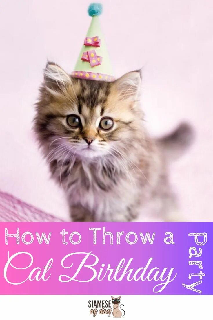 Картинки котиков с днем рождения Kitten Birthday Party Ideas - Cat Birthaday Theme - Siamese of day Cat birthday,