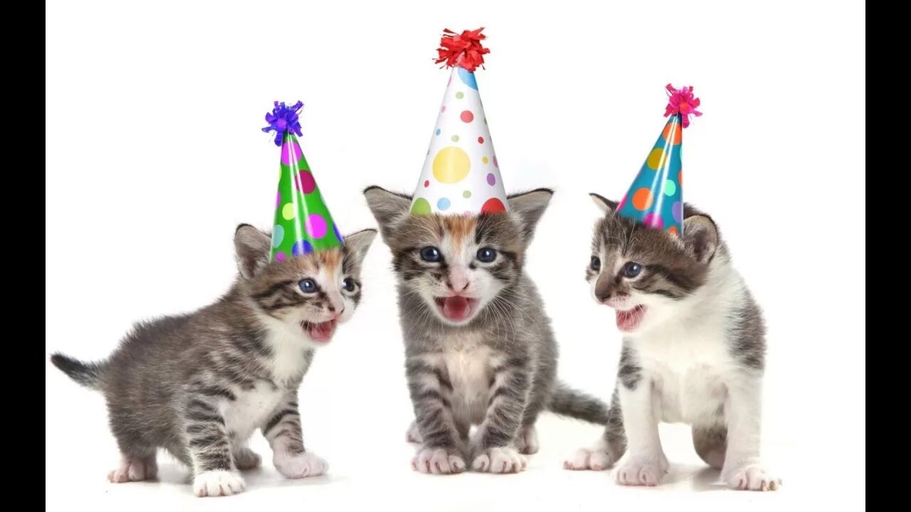 Картинки котиков с днем рождения Funny Cat Birthday ep 4 - YouTube