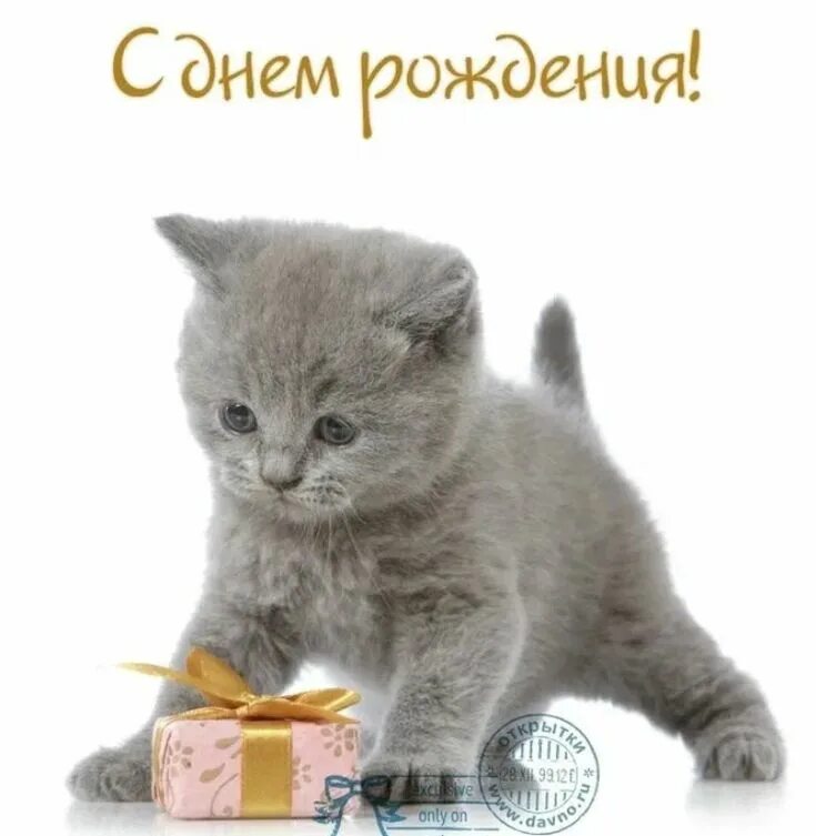 Картинки котиков с днем рождения Котик и подарки в 2024 г Котята, Смешные валентинки, Рождение