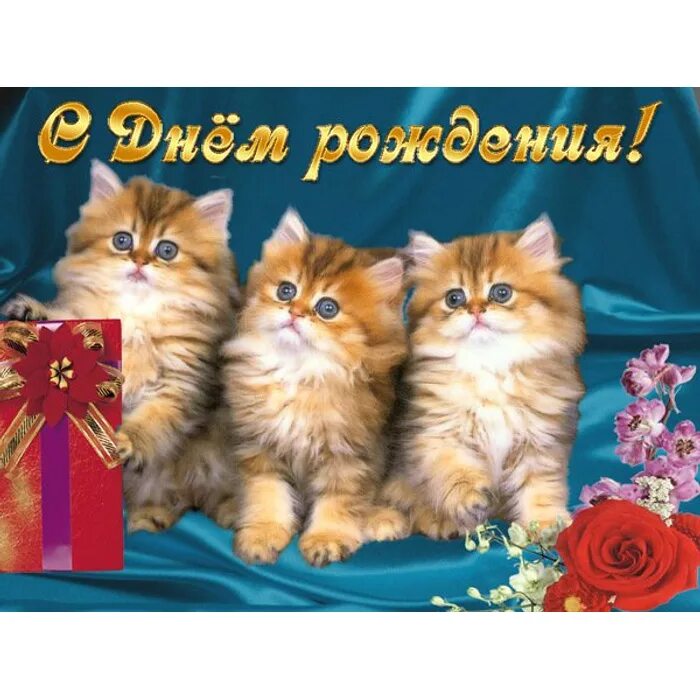 Картинки котиков с днем рождения Поздравим Вместе дружно Ольчика Buuu с Днем Рождения!!! - обсуждение на форуме e