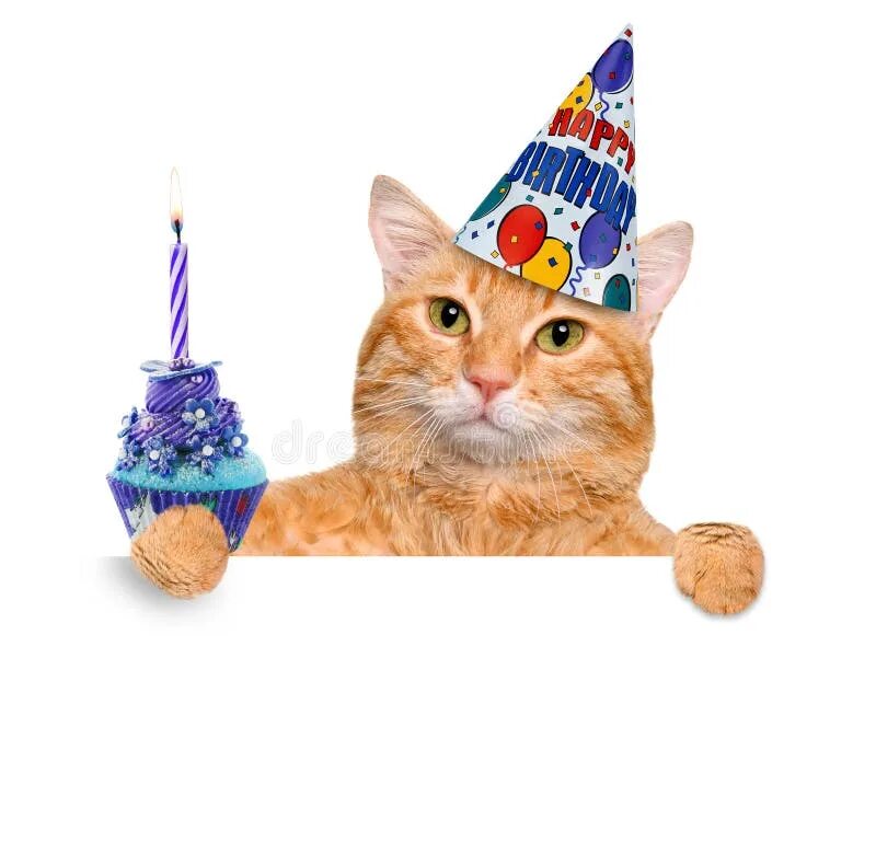 Картинки котиков с днем рождения 1,443 Birthday Cat Cake Stock Photos - Free & Royalty-Free Stock Photos from Dre