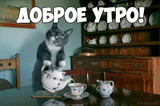 Картинки котиков с добрым утром прикольные Ответы Mail.ru: Котик чем-то гремит на кухне...как думашь, что готовит?